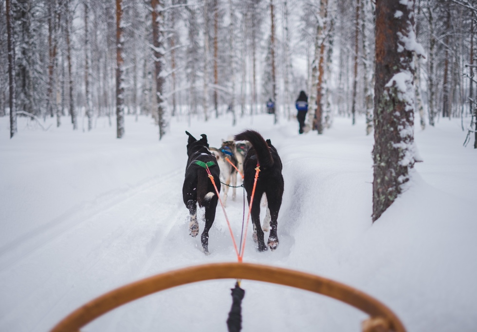 A group of horses pulling a sled through the snow

Description automatically generated with medium confidence